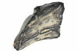 Mammoth Molar Slice With Case - South Carolina #99522-2